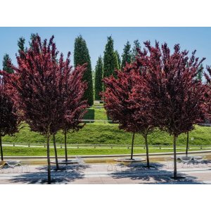 Slivka čerešňoplodá (Prunus cerasifera) PISSARDII ´NIGRA´ - výška 250-300 cm, obvod kmeňa 8/10 cm, kont. C25L
